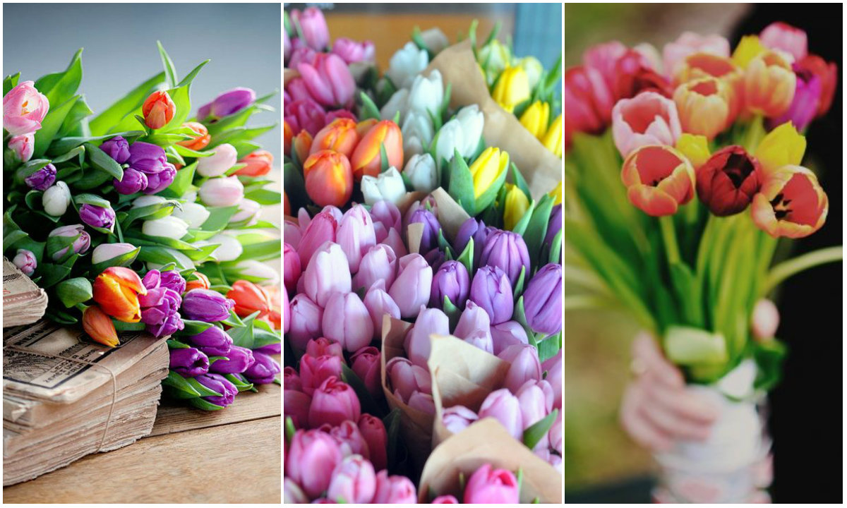 Tulipani collage