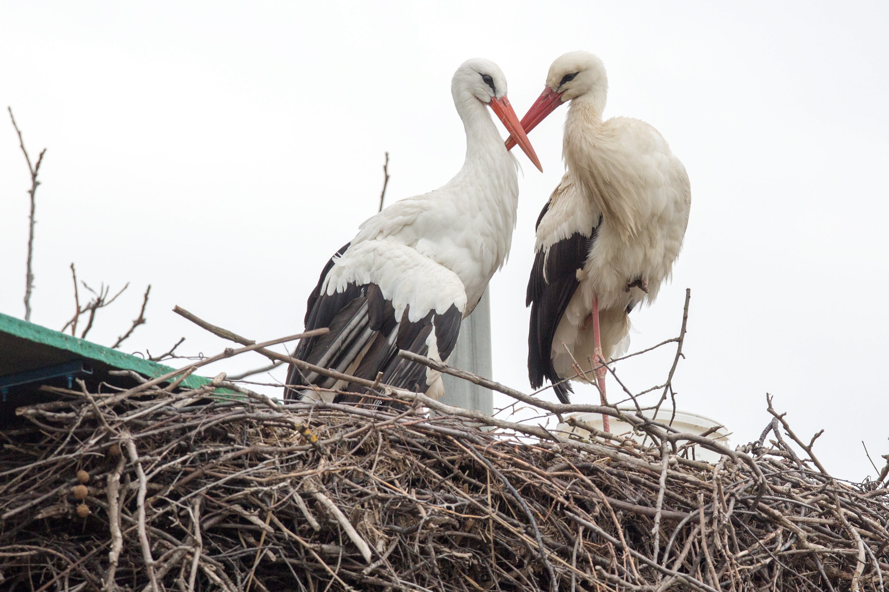 klepetan_malena1-290318