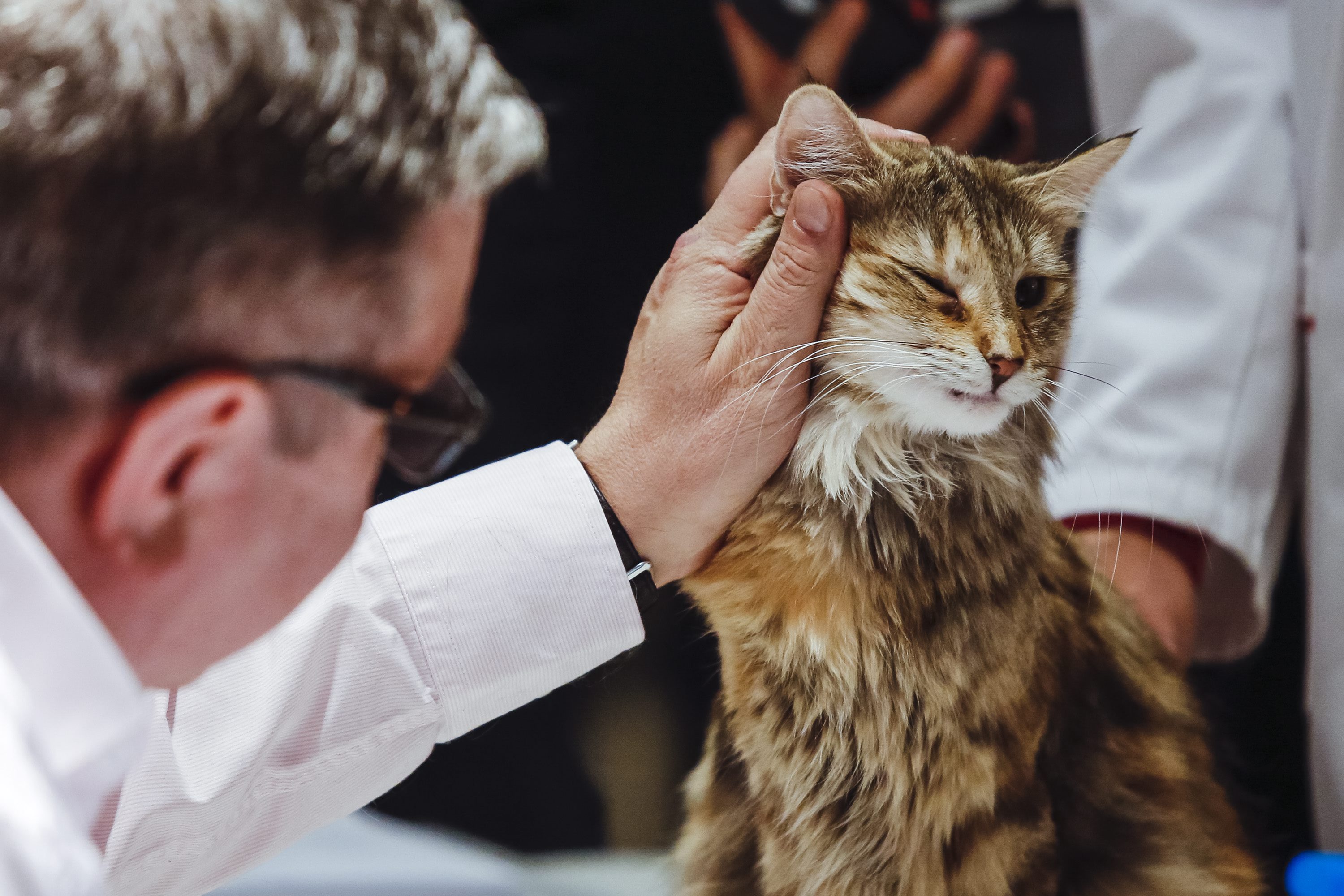 izlozba_macaka-040318