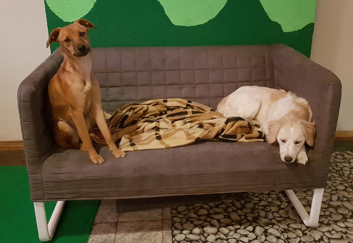 26170846_1391925284269937_2505298056947474784_o