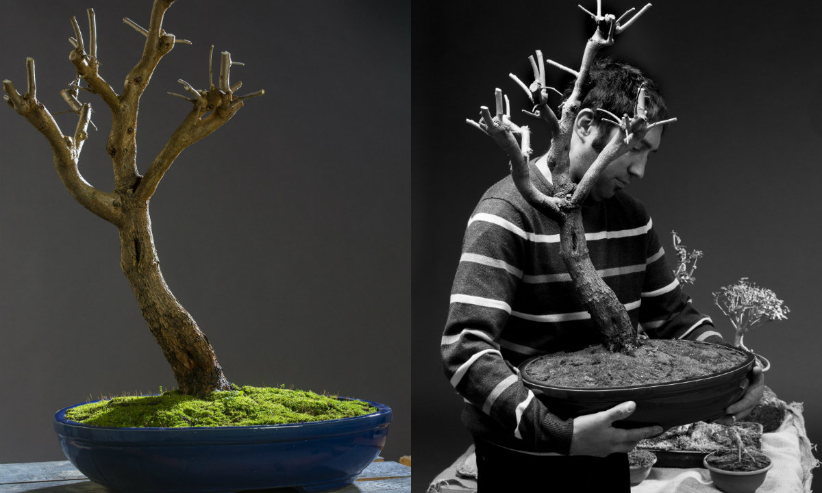 Bonsai collage