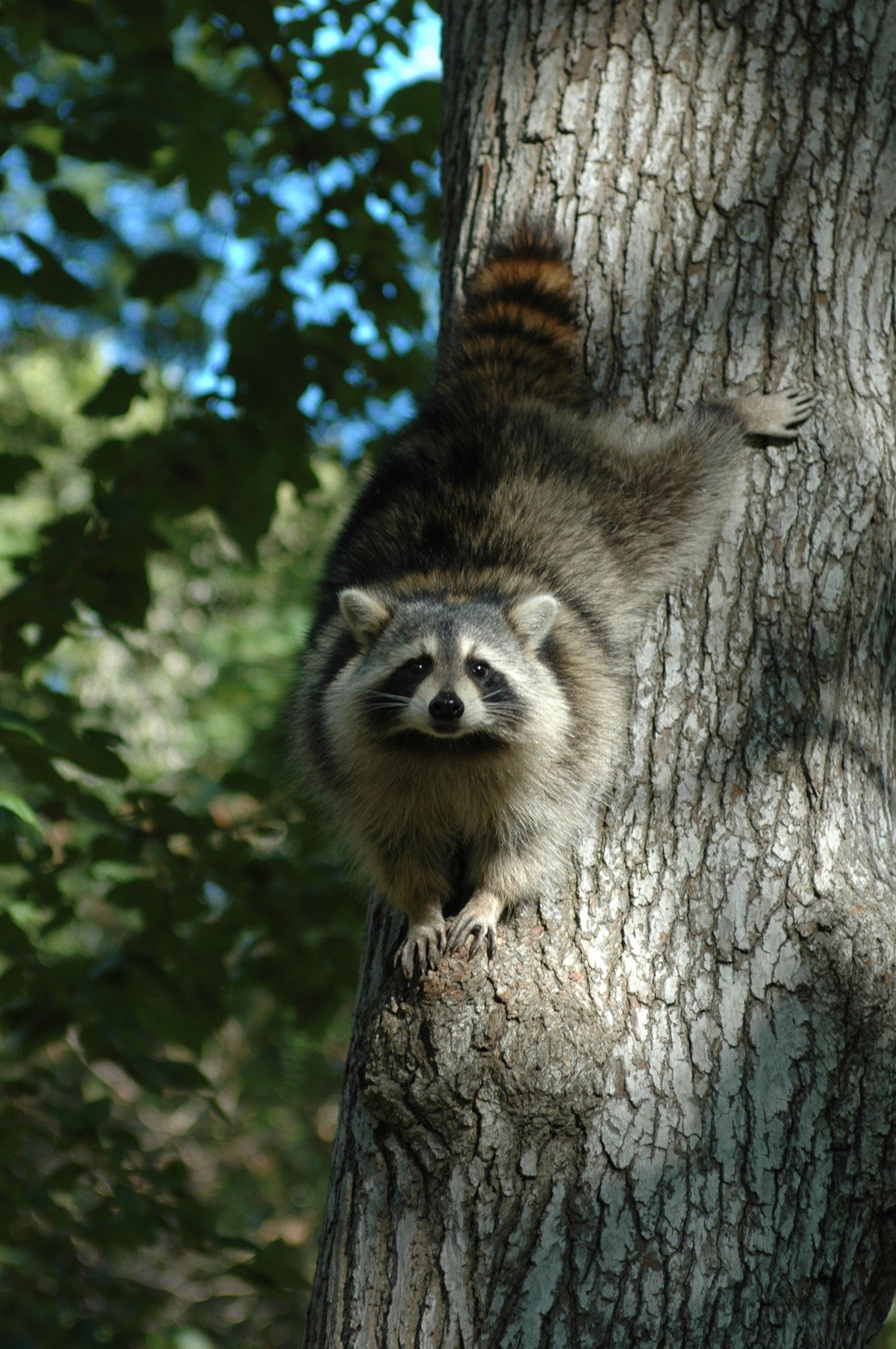 rakun u Cental Parku u New Yorku