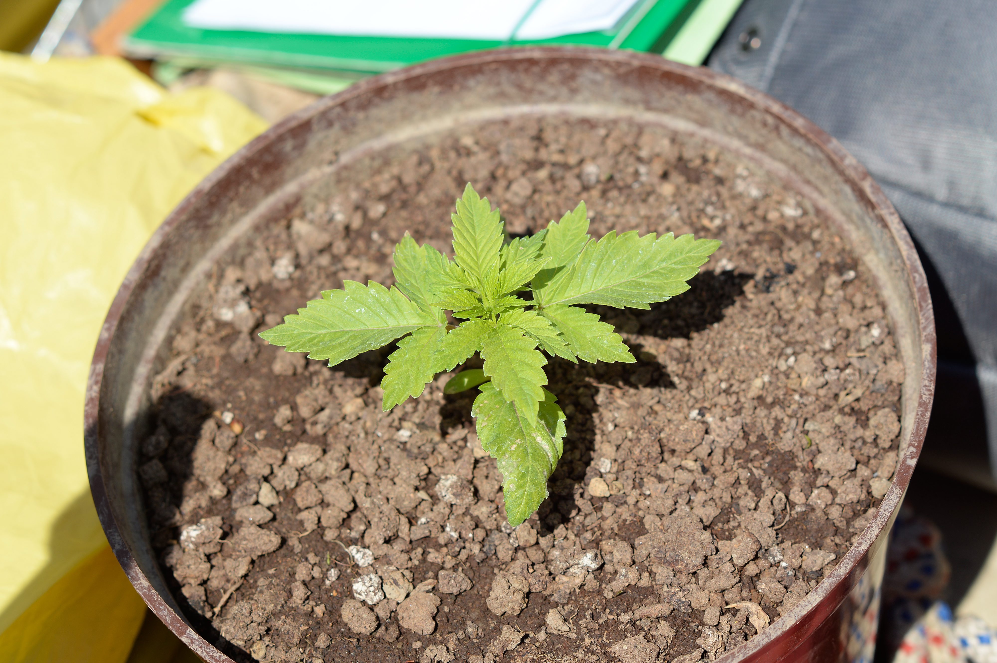 marihuana_sabor4-200418