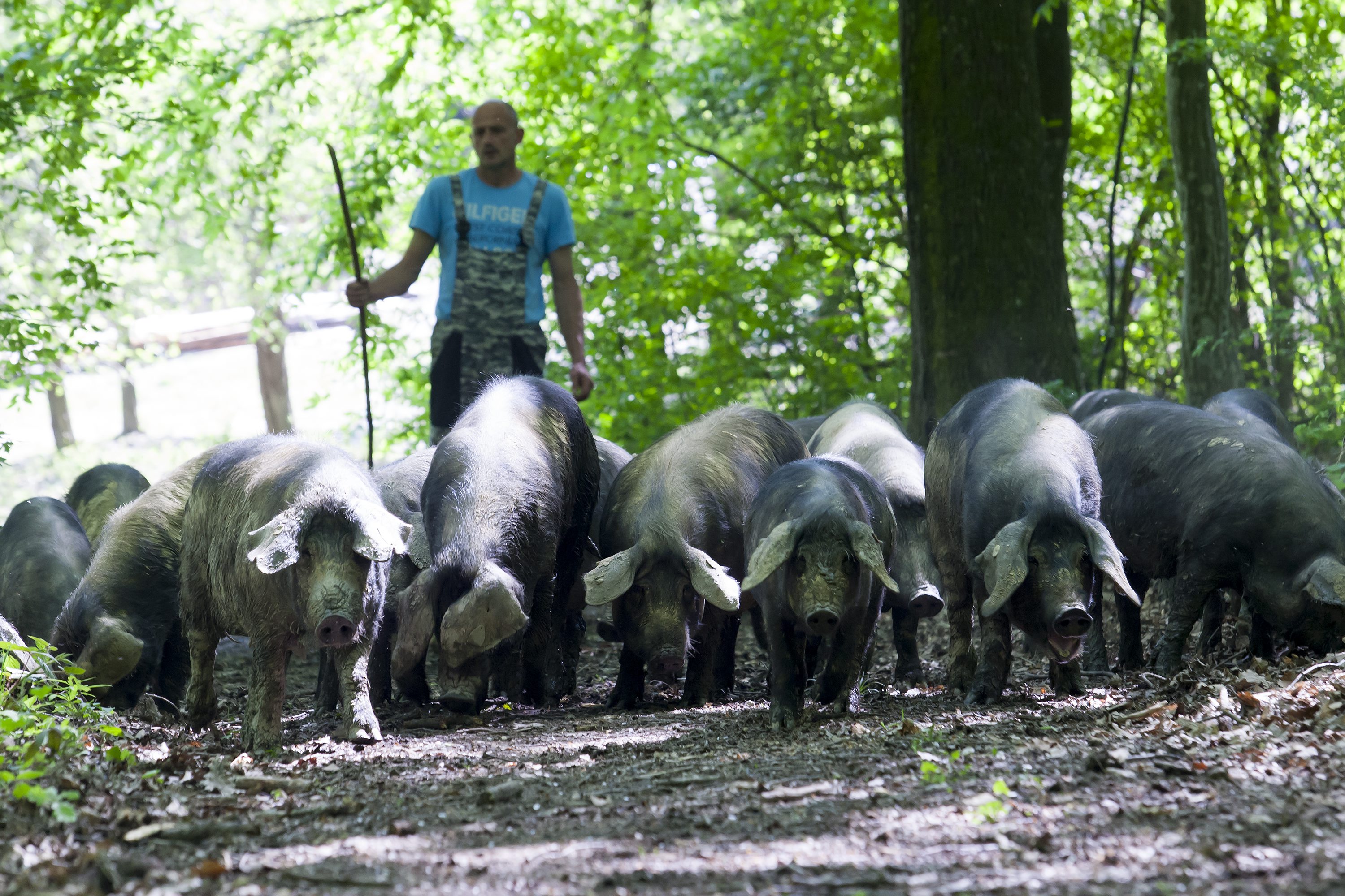 ojdanic_dragan14-190418-1