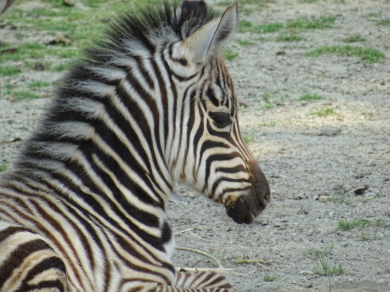 Zebra_1_1