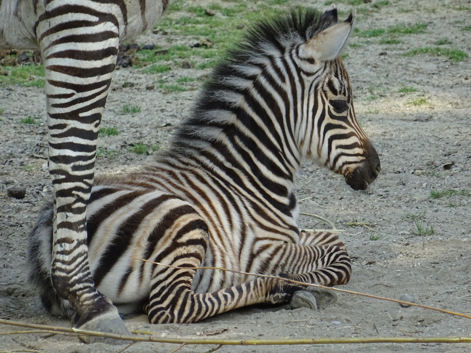 Zebra_2