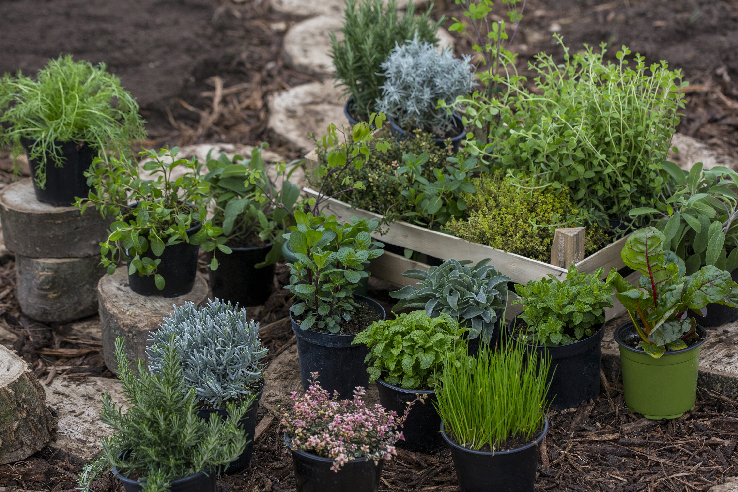 zacinski_vrt3-230318