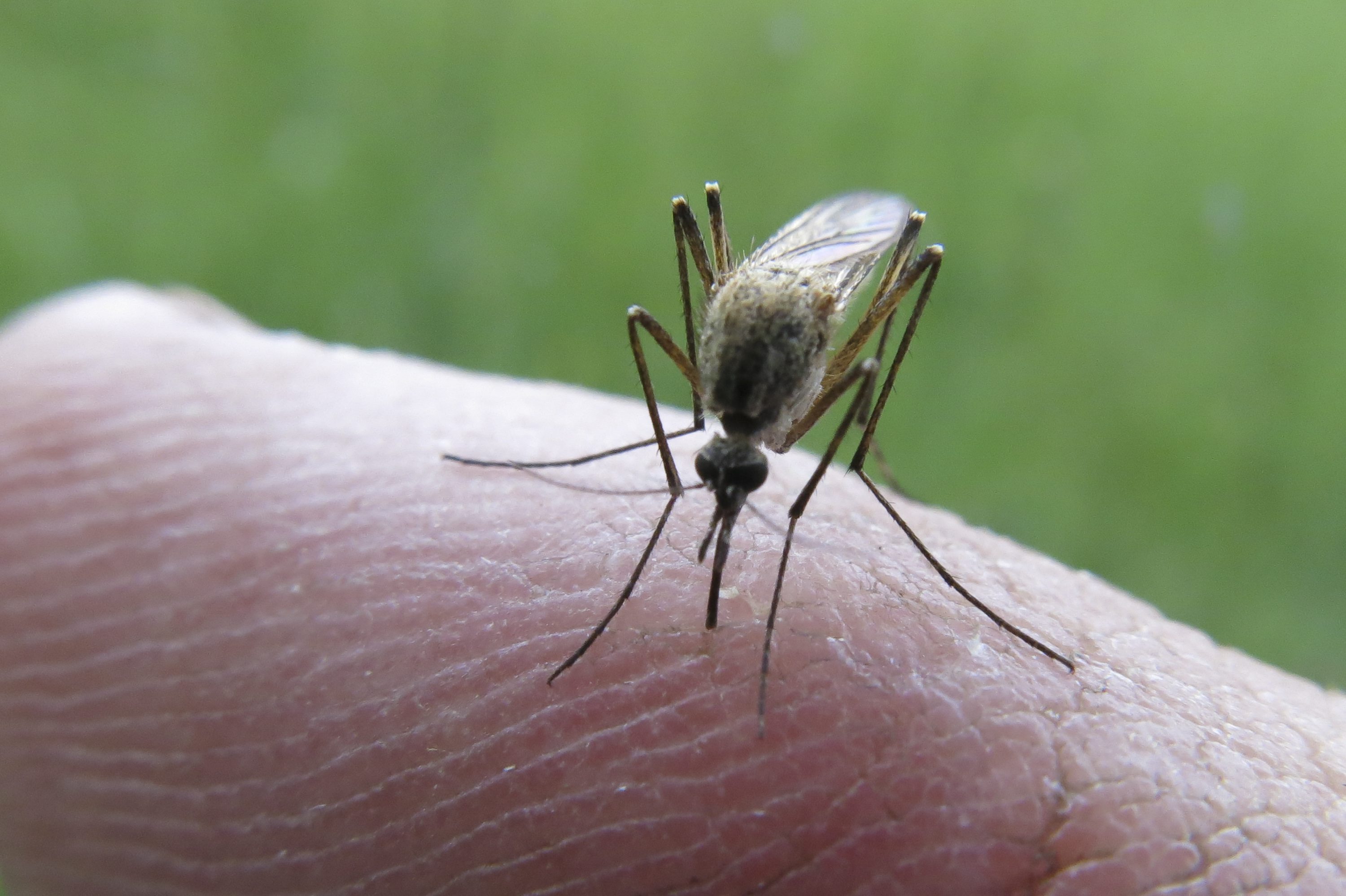 1524896469komarac9-270616