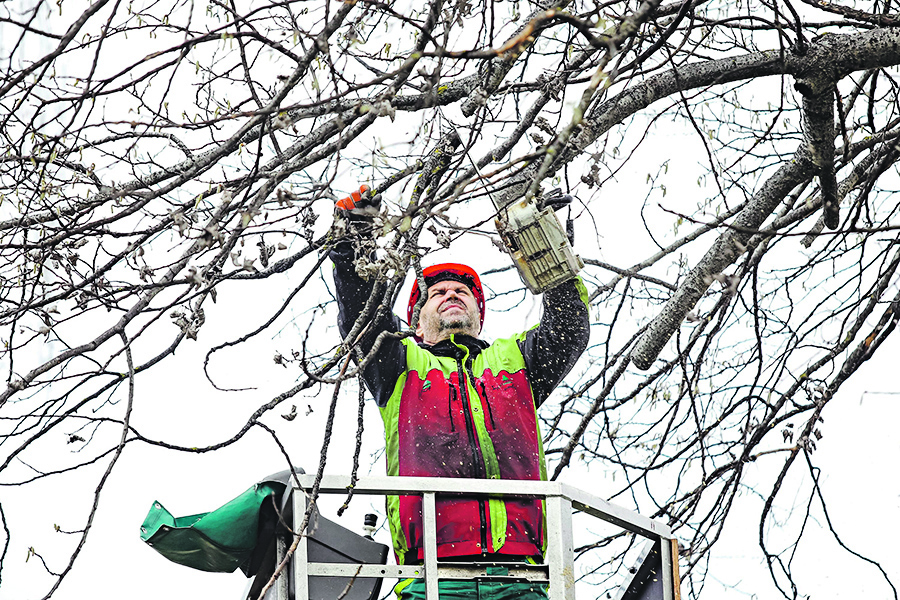 179099-227544-zrinjevac_stabla2-050418