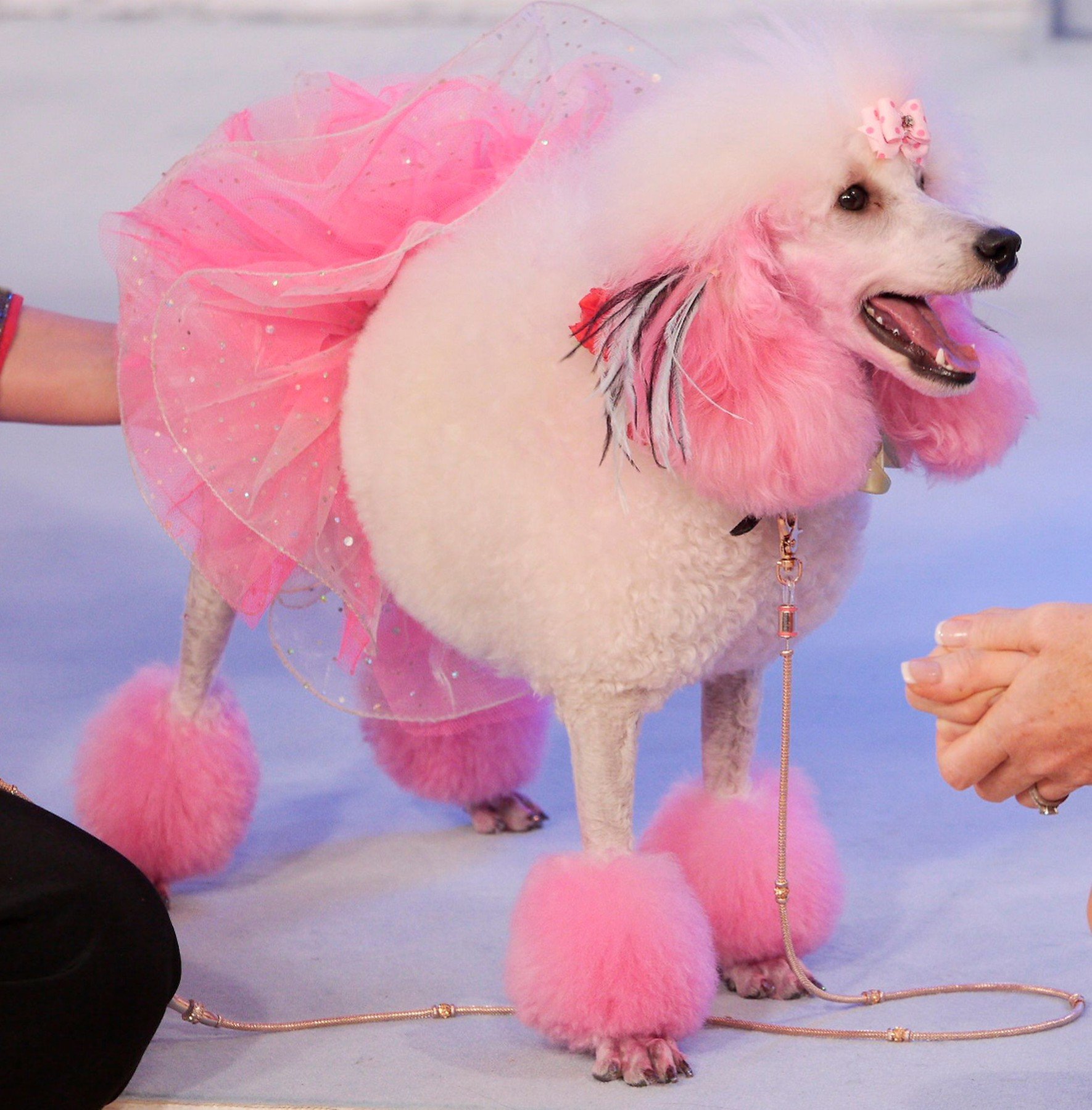 Pudlica Daniele Forshaw