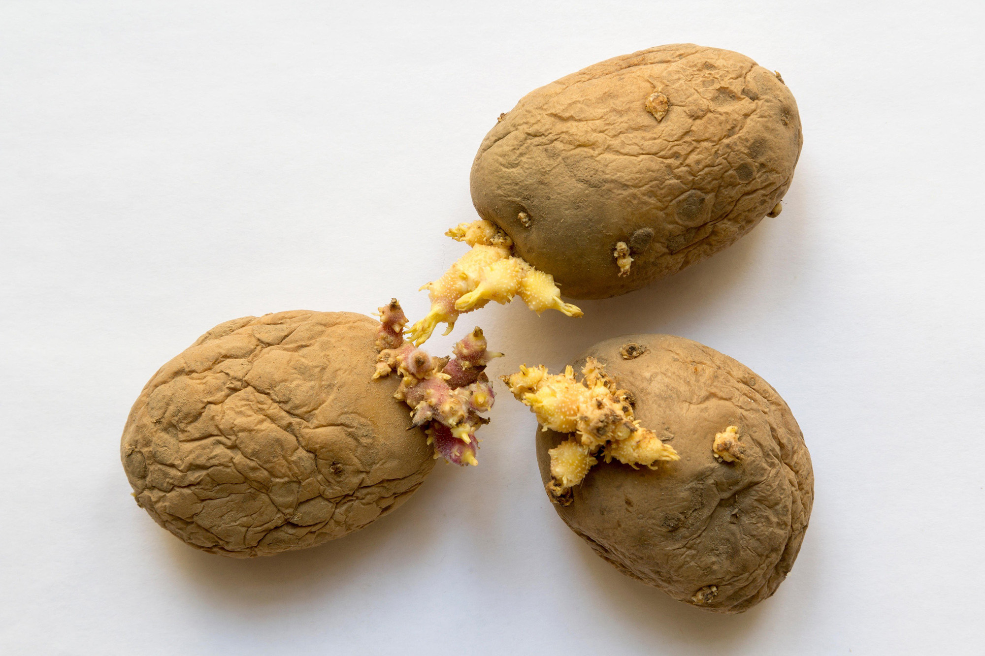 profimedia-0313563186