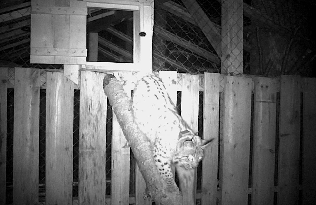 Martinov odlazak u divljinu