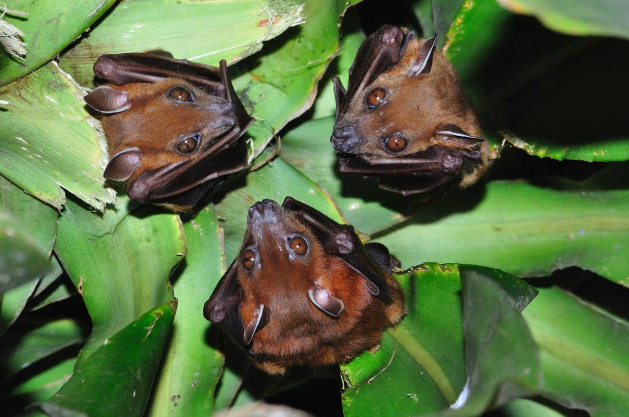 Velešišmiši (Pteropus vampyrus)