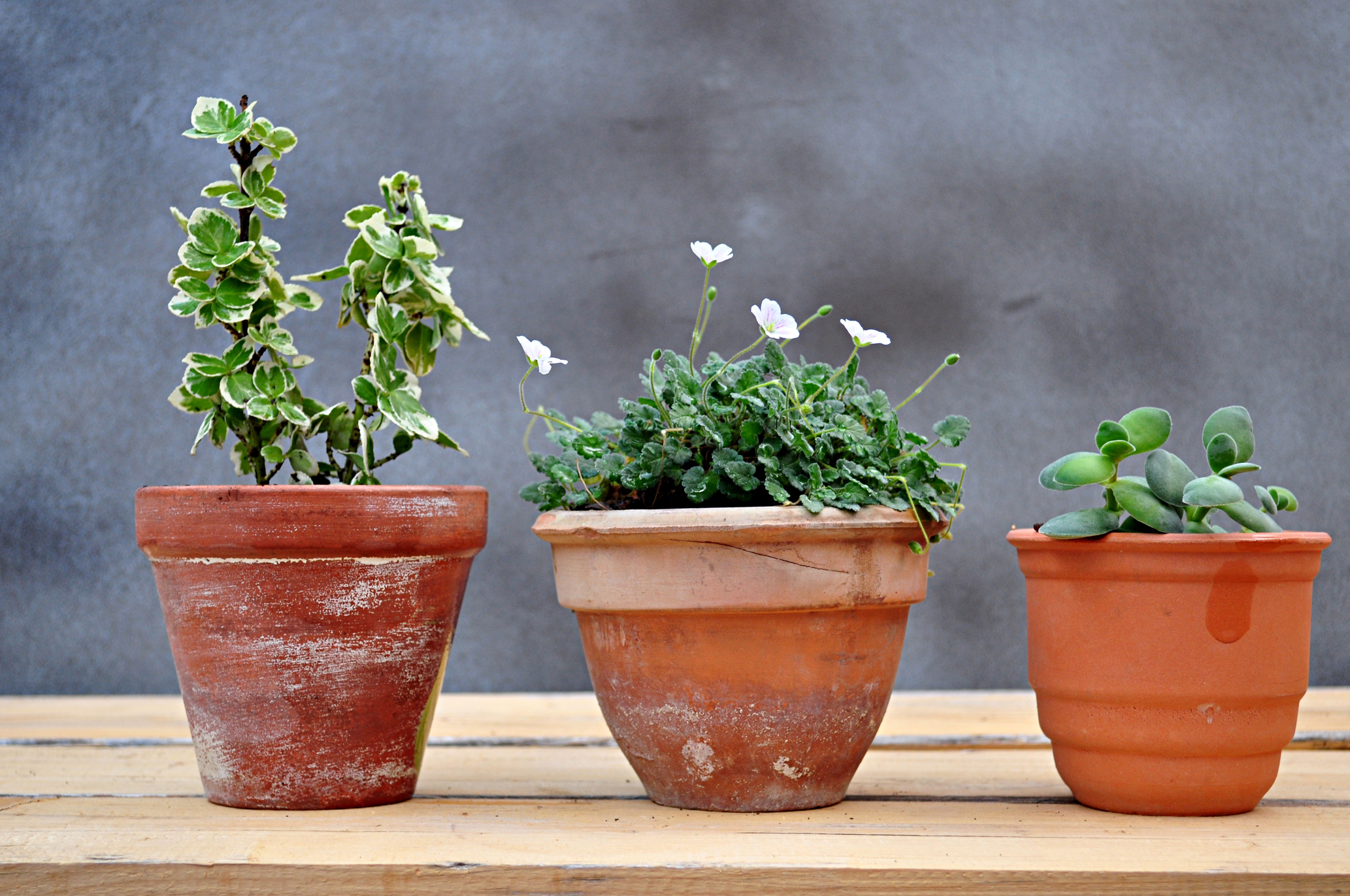 shutterstock_475463827_1