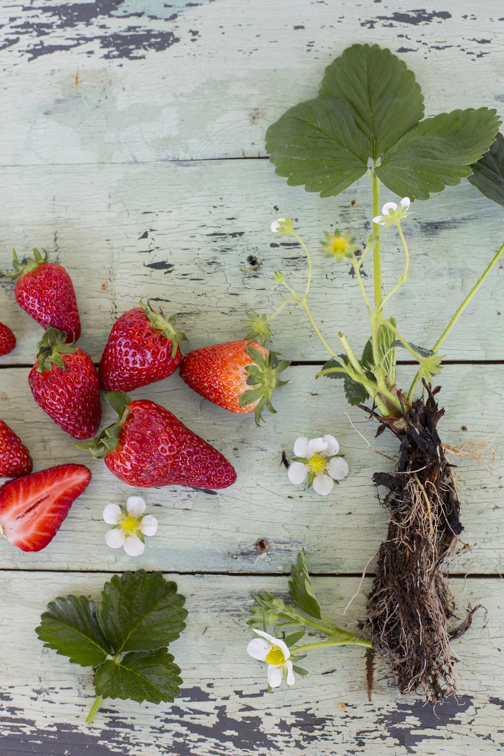 coh_jagode2-190418_1