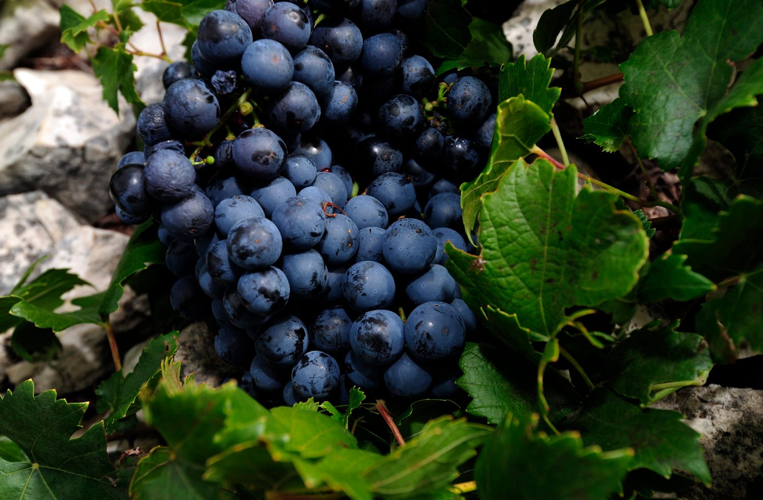 berba_babica2-011010