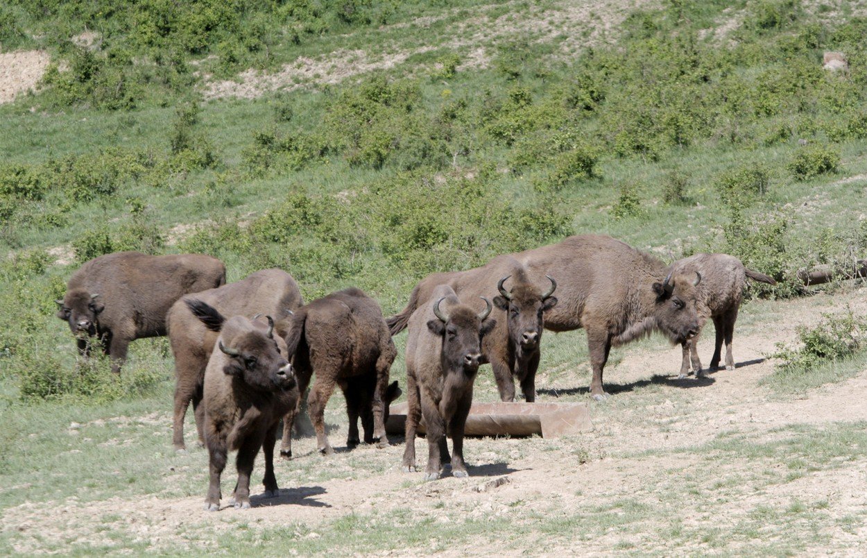 Europski bizon u rezervatu u Rumunjskoj