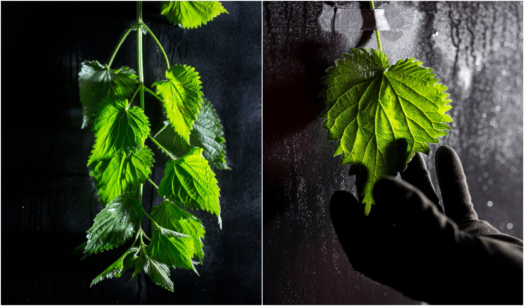 BeFunky-collage (10)