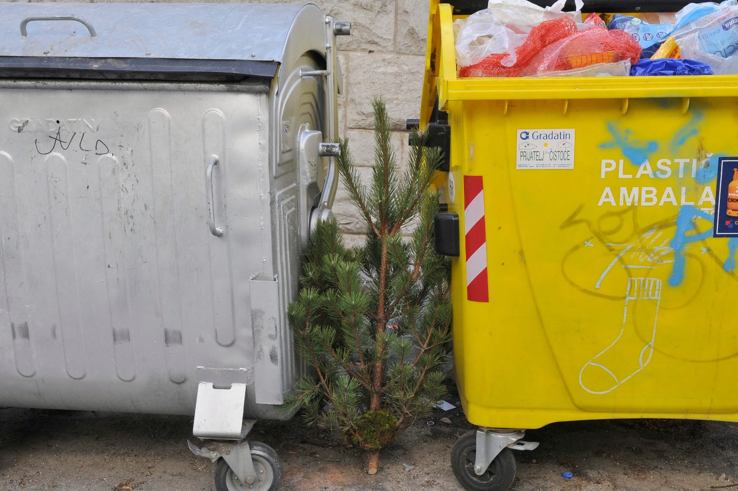 borovi_smece2-070115