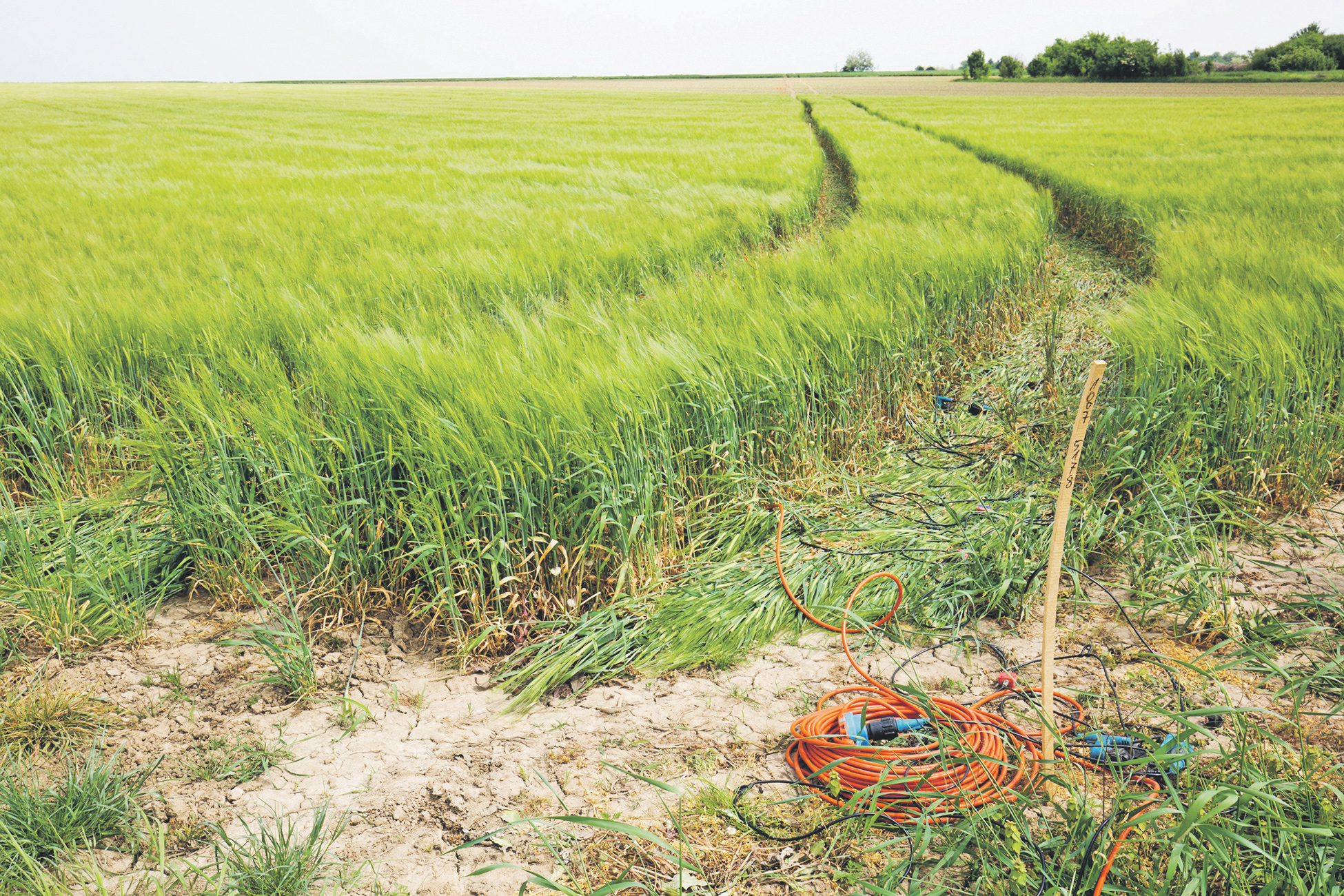 Tragovi vozila u polju nastali su prije tjedan dana, kada je kanadska naftna kompanija Vermilion počela s radovima na istraživanju, odnosno 2D seizmičkom snimanju potencijalnih izvora nafte i plina u Vukovarsko-srijemskoj županiji. Tvrtka će obeštetiti vlasnike njiva zbog štete na usjevima