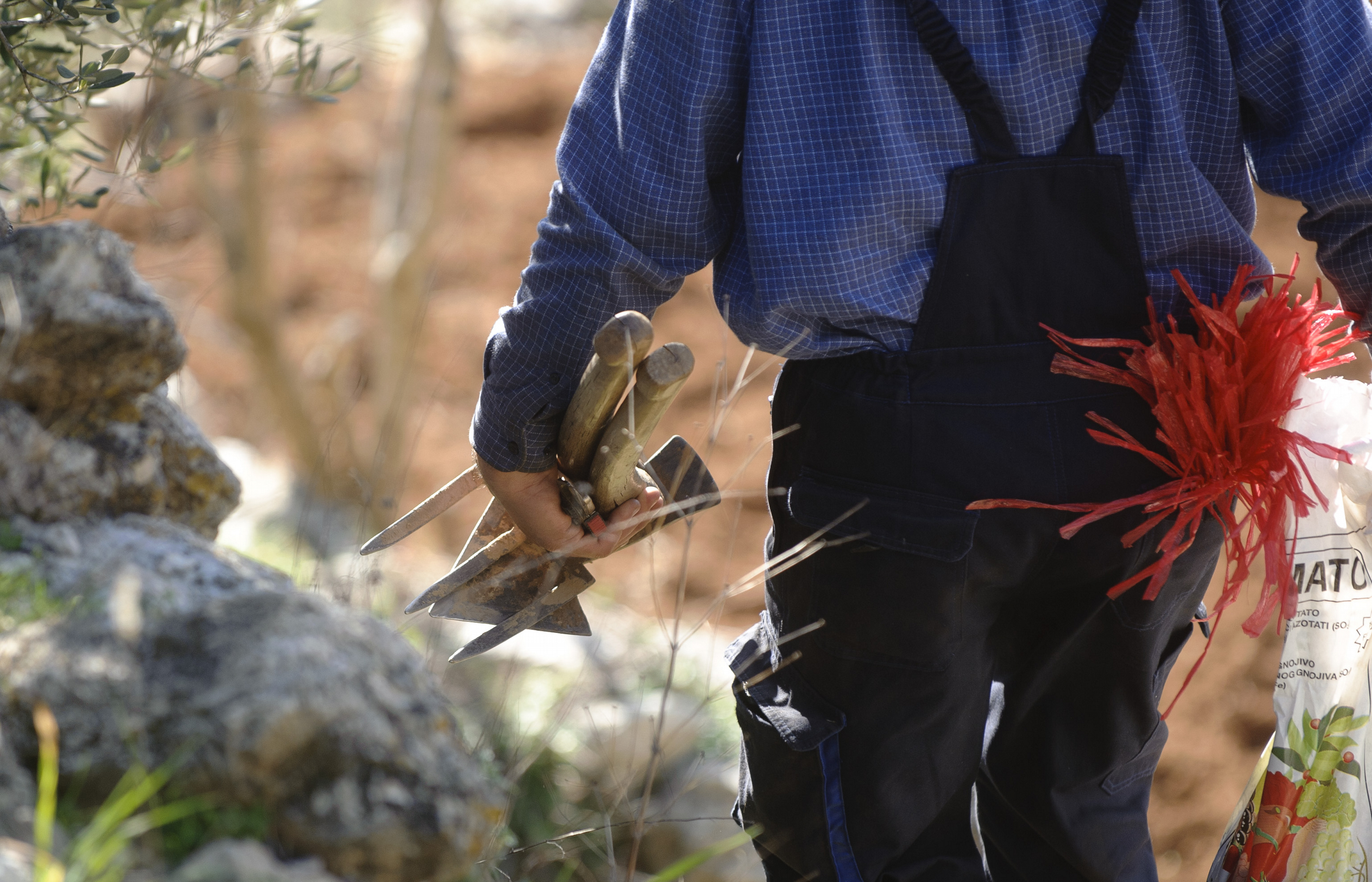 vino_svirce86-200312