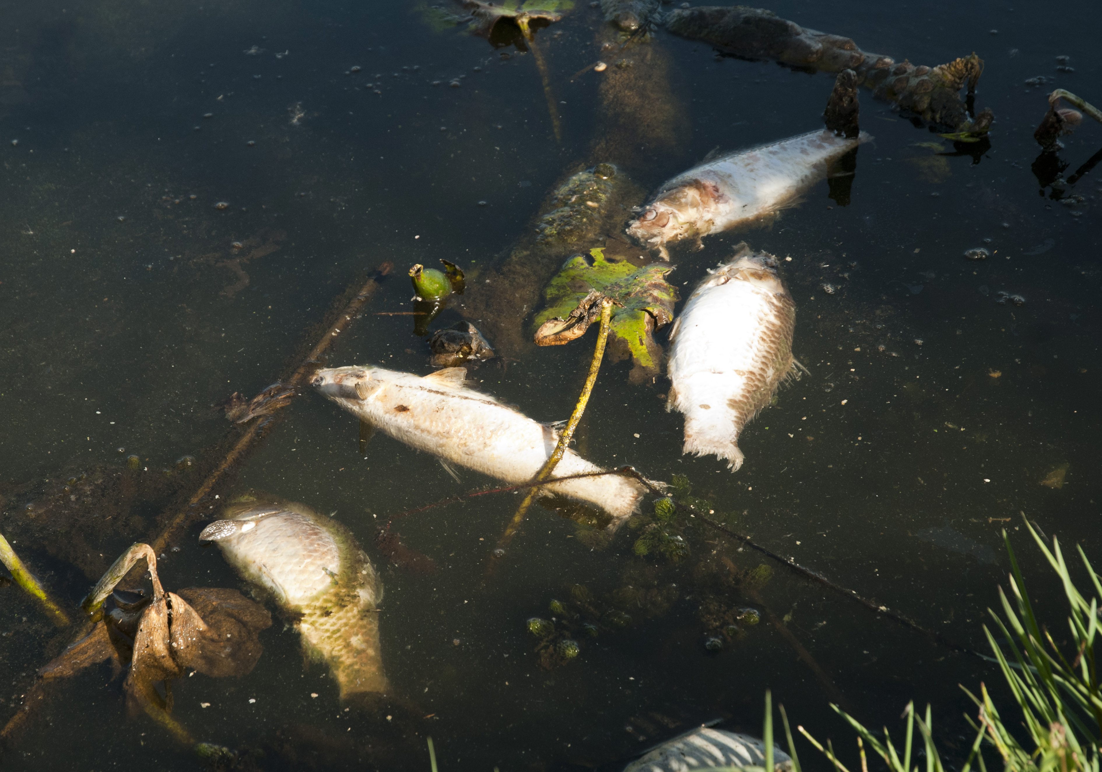 Arhivska fotografija