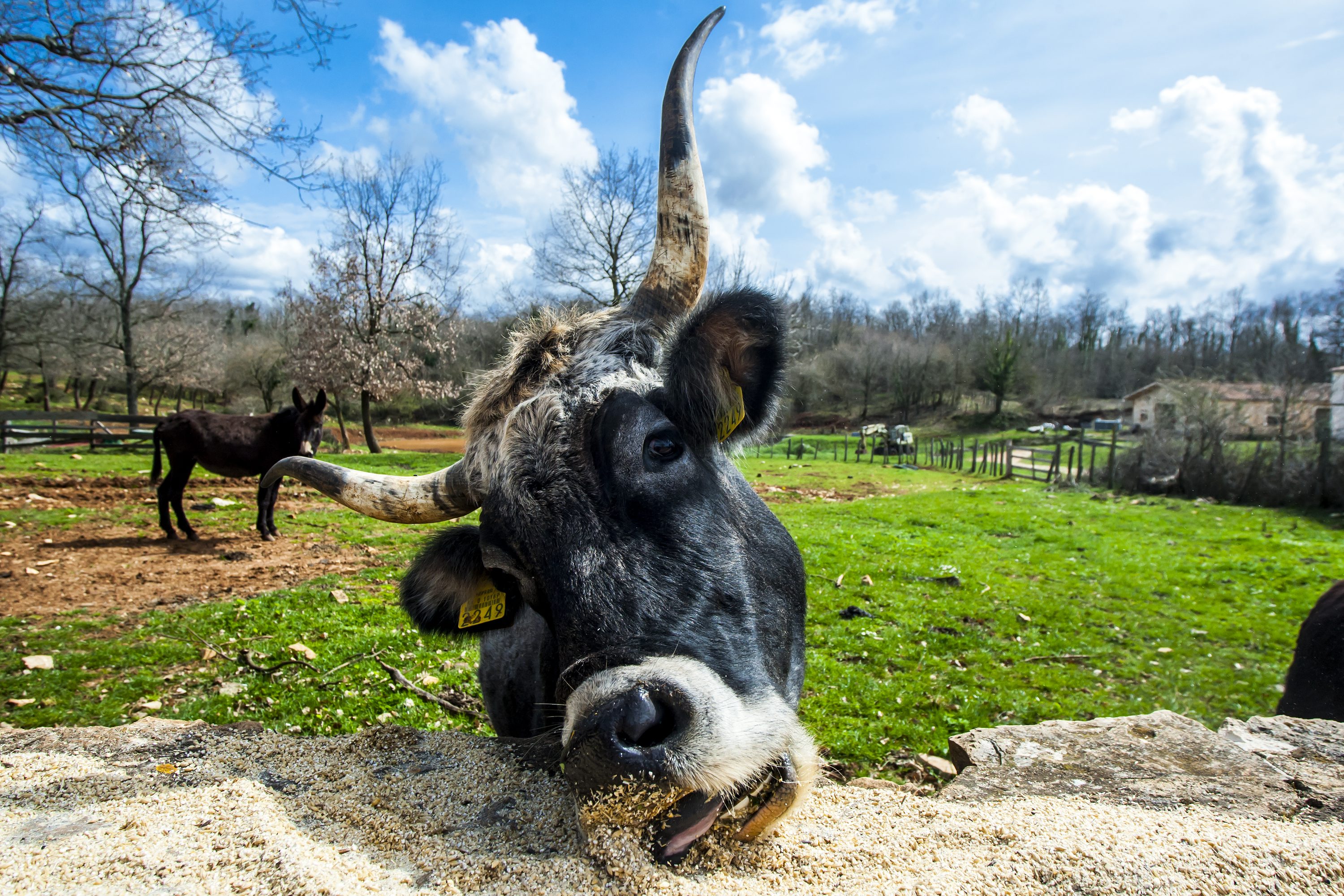 kobasice_istriana15-030418