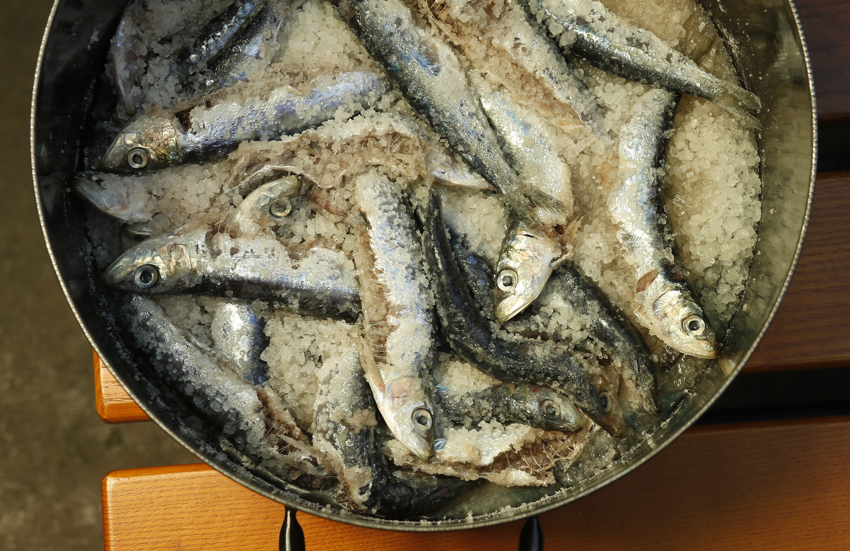 muzicari_jelo17-250418