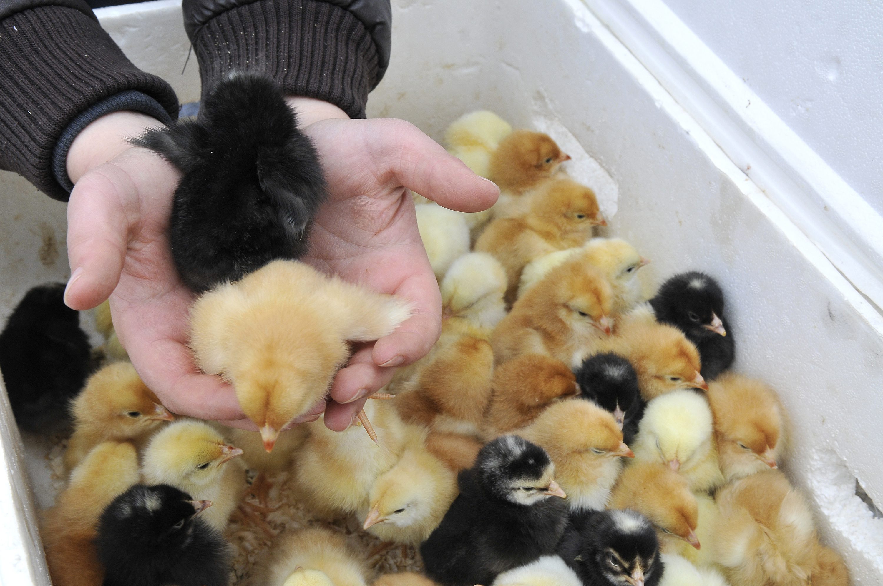 pazar_trznica9-220316