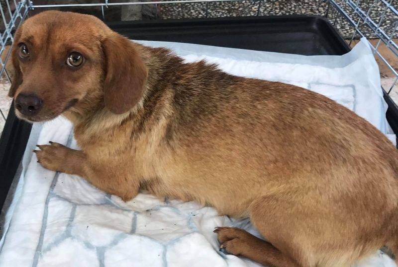 35649158_1676699245761203_5871769349366218752_n