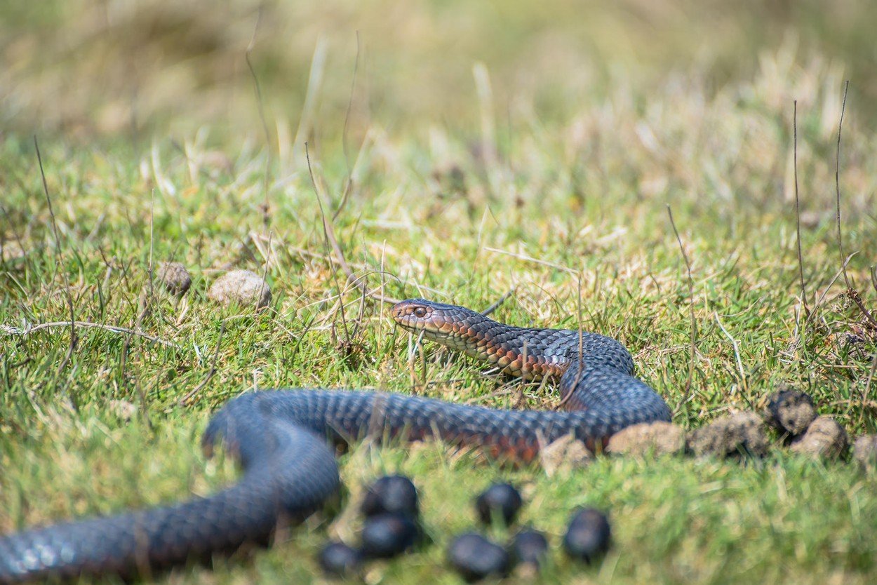 Ilustracija, zmija u Australiji