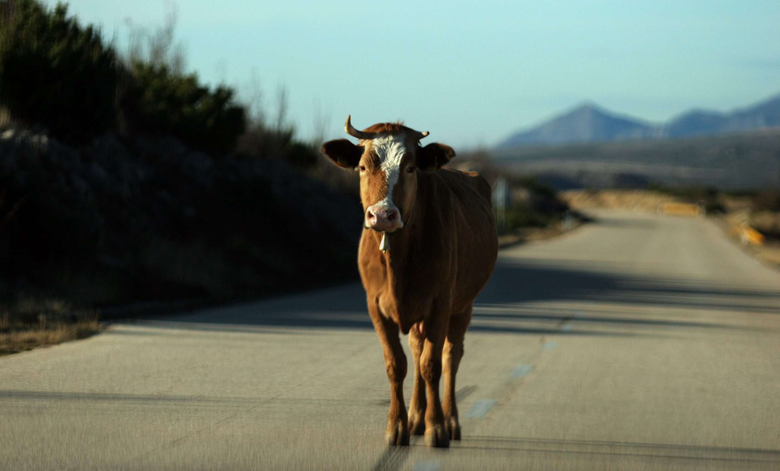 stoka_opasnost-121207