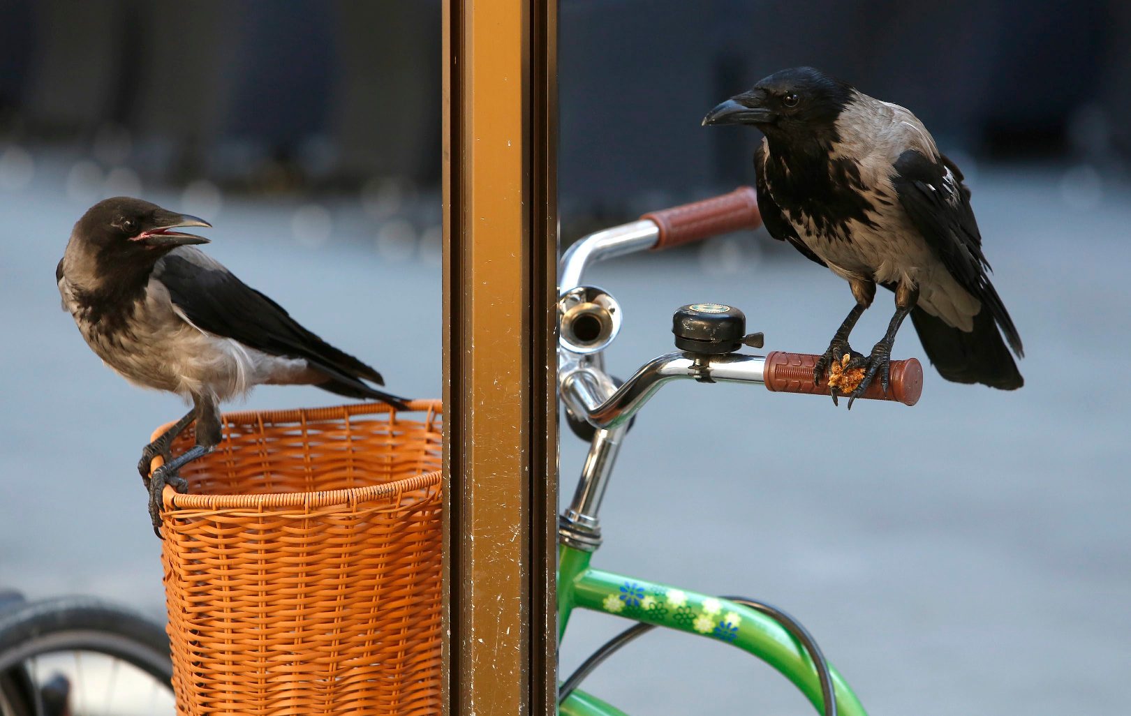 07-2017_CROPIX_izbor22