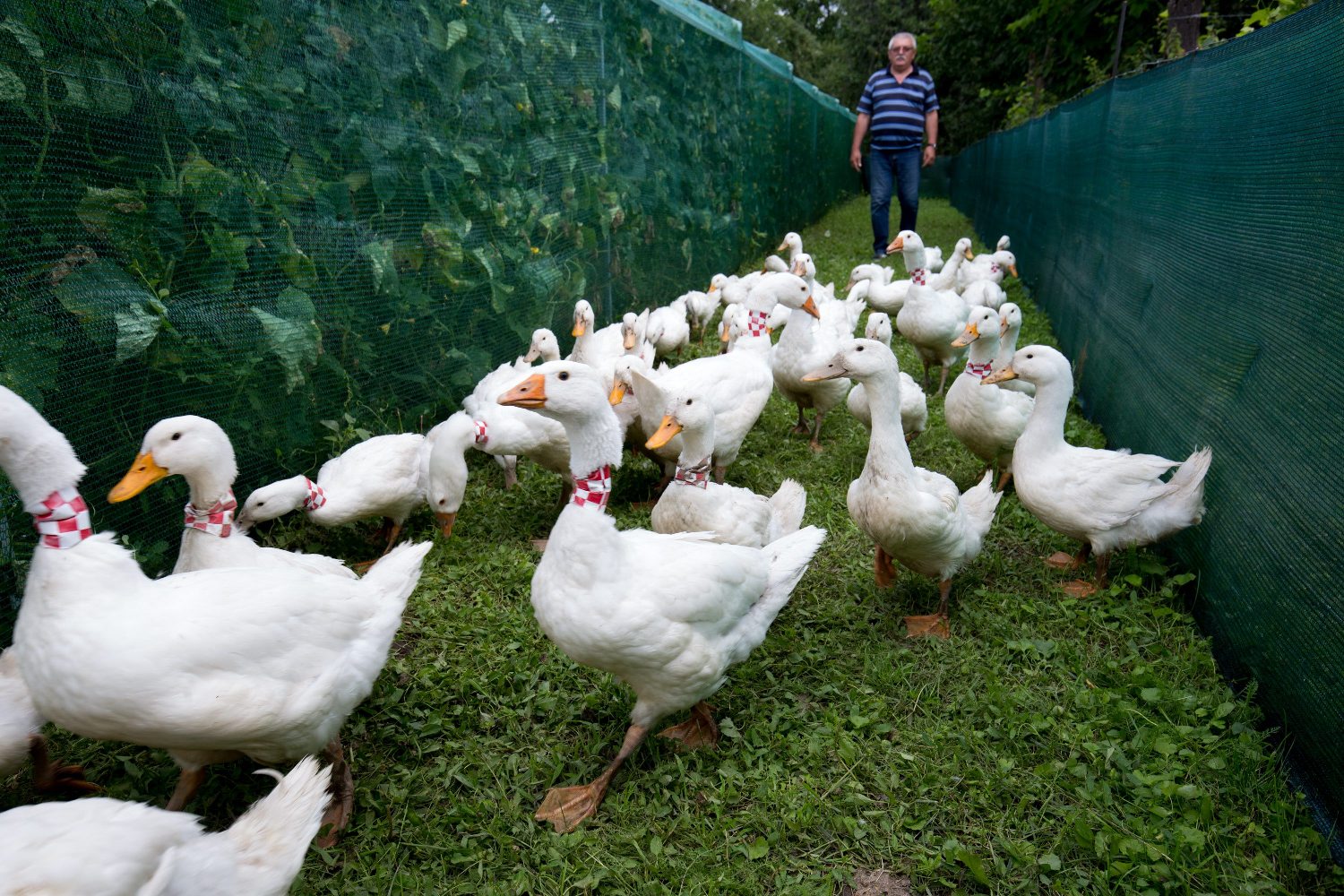 kockice_guske1-120718