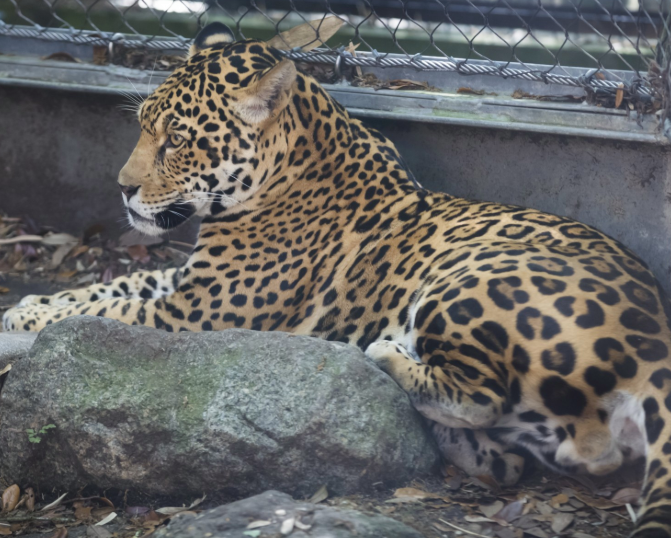 jaguar