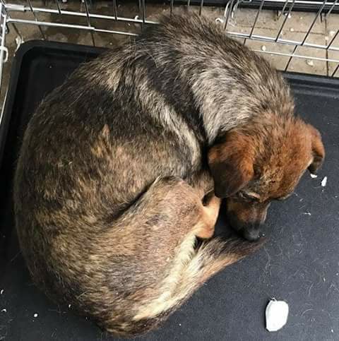 Kifla, na ulici i u boksu je već gotovo izgubio želju za životom