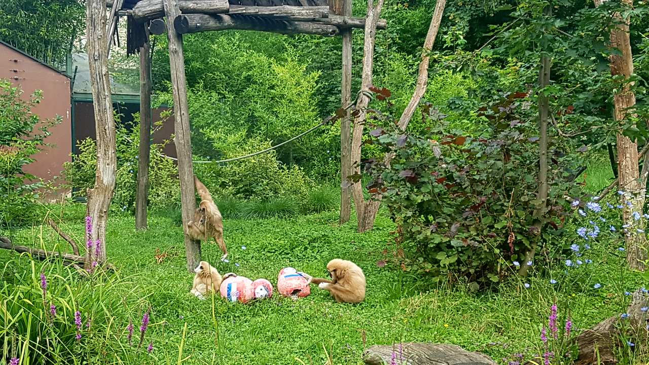 Gibon Kent u zagrebačkom ZOO-u pšosegao je za hranom u ruskoj babuški i tako predvidio pobjedu Rusije u subotu