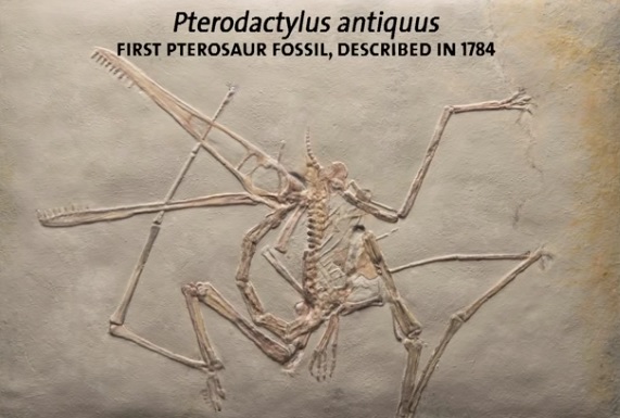 Prvi otkriveni fosil pterosaura, koji je ovako skiciran 1784. 
