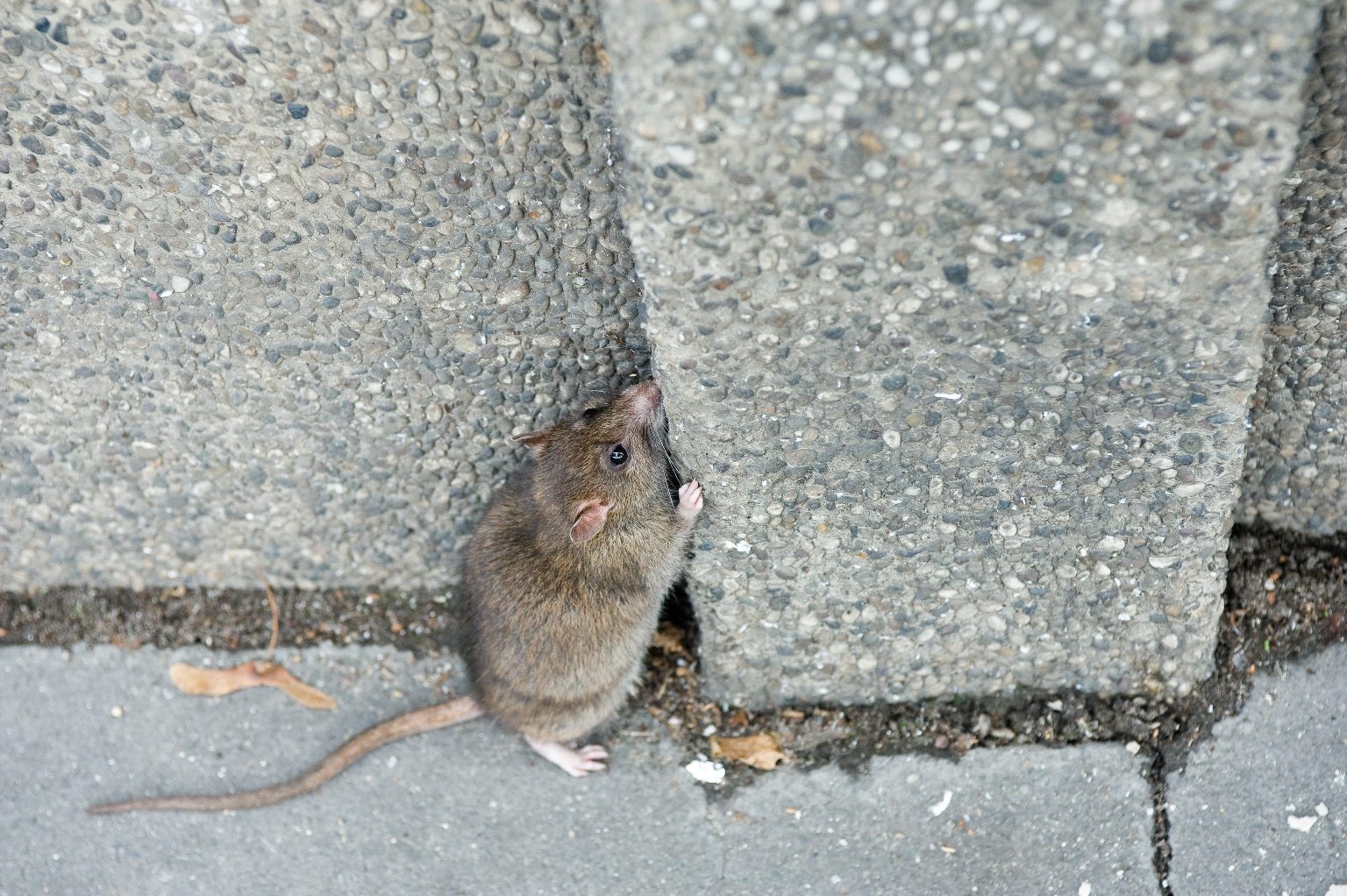 Arhivska fotografija