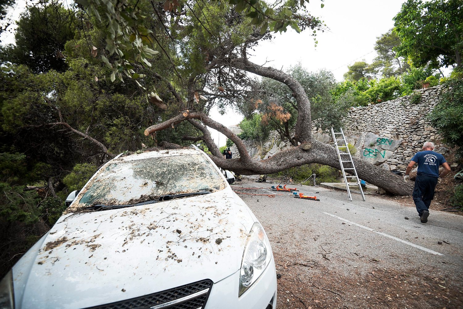 marjan_stablo1-020818