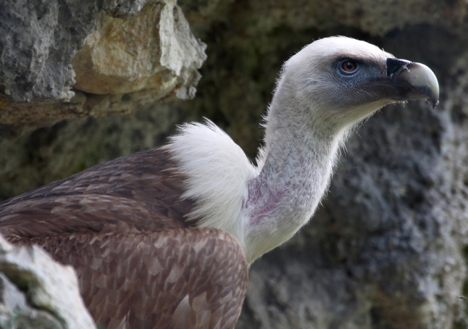 Sup iz Zoološkog vrta grada Zagreba