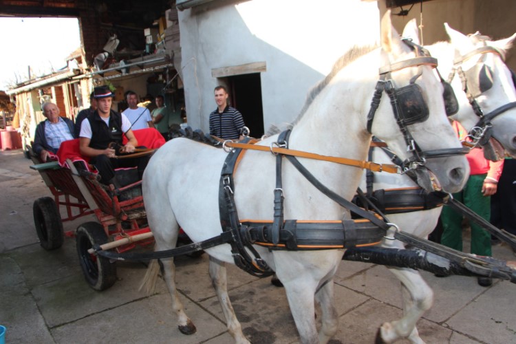 Konjskim zapregama u berbu grožđa