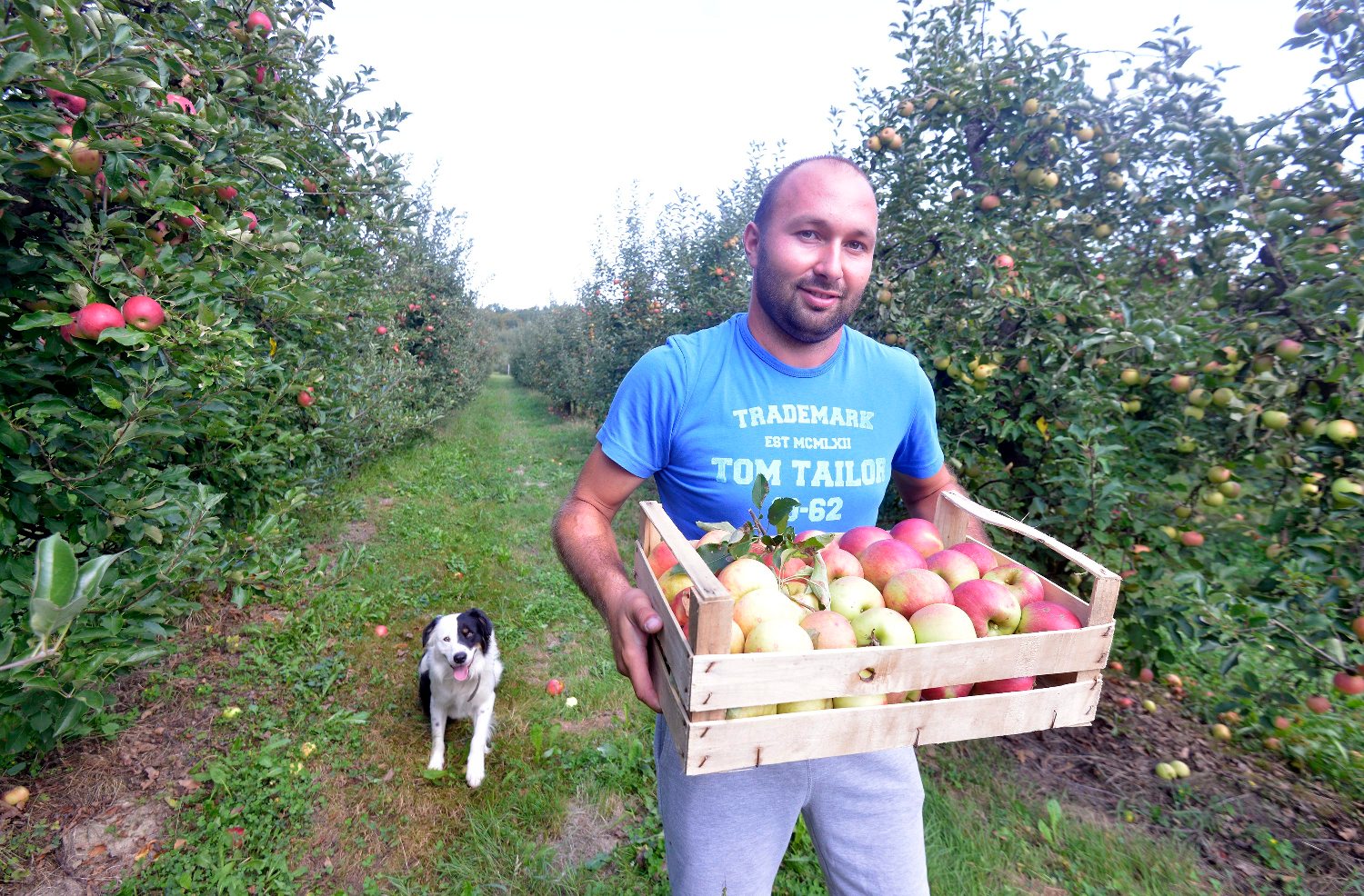 dorotic_jabuke3-100918