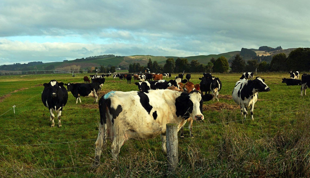 Holstein krave na Novom Zelandu