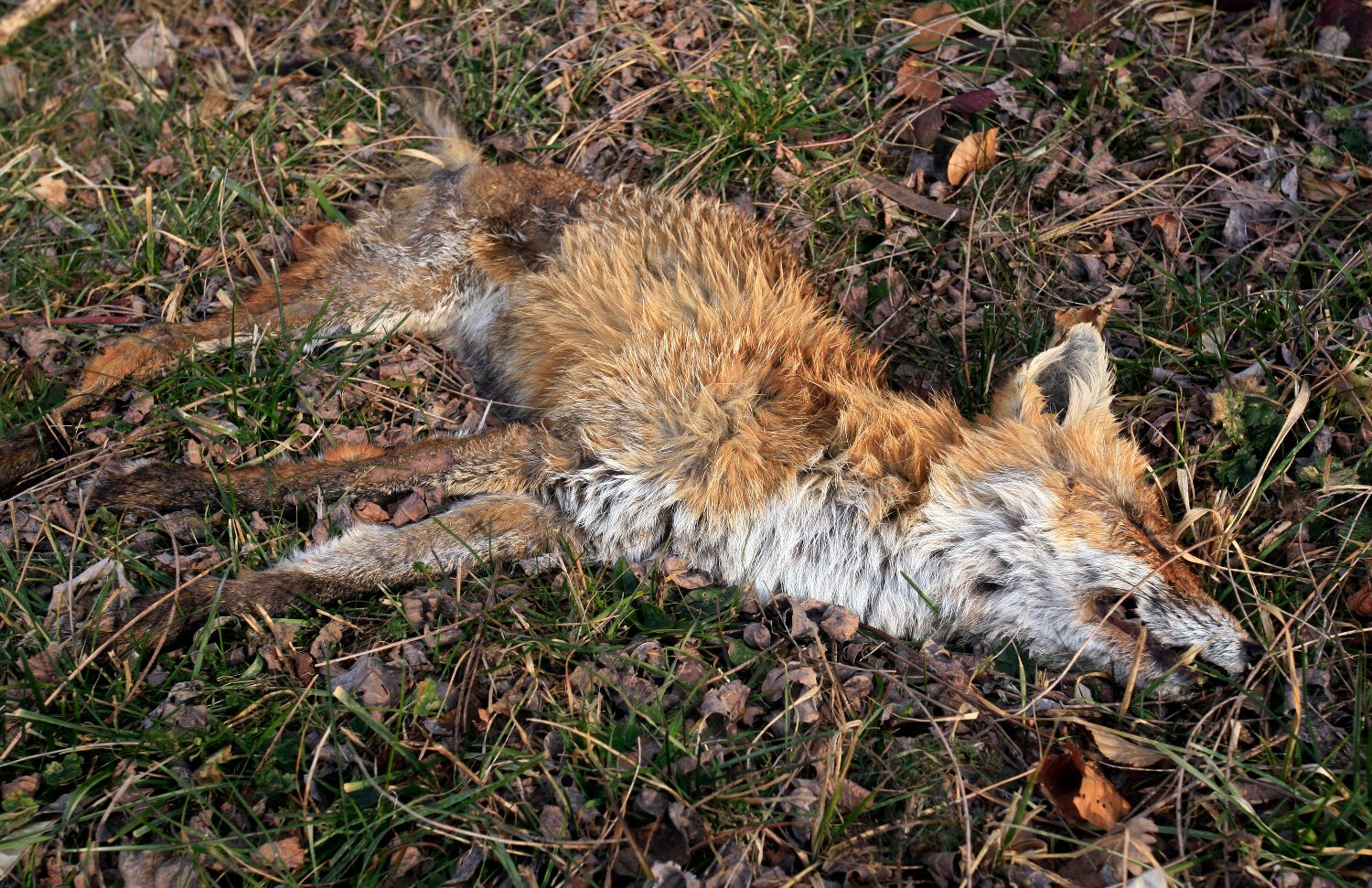 lisica_strvina2-020212