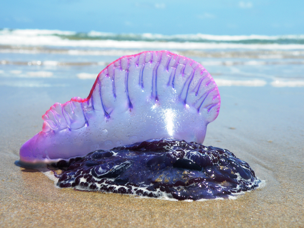 6385269673_da63425f79_b