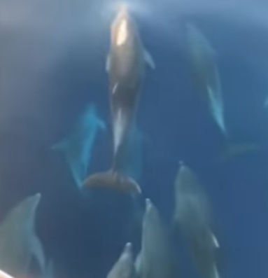 Dupini snimljeni u Bračkom kanalu.