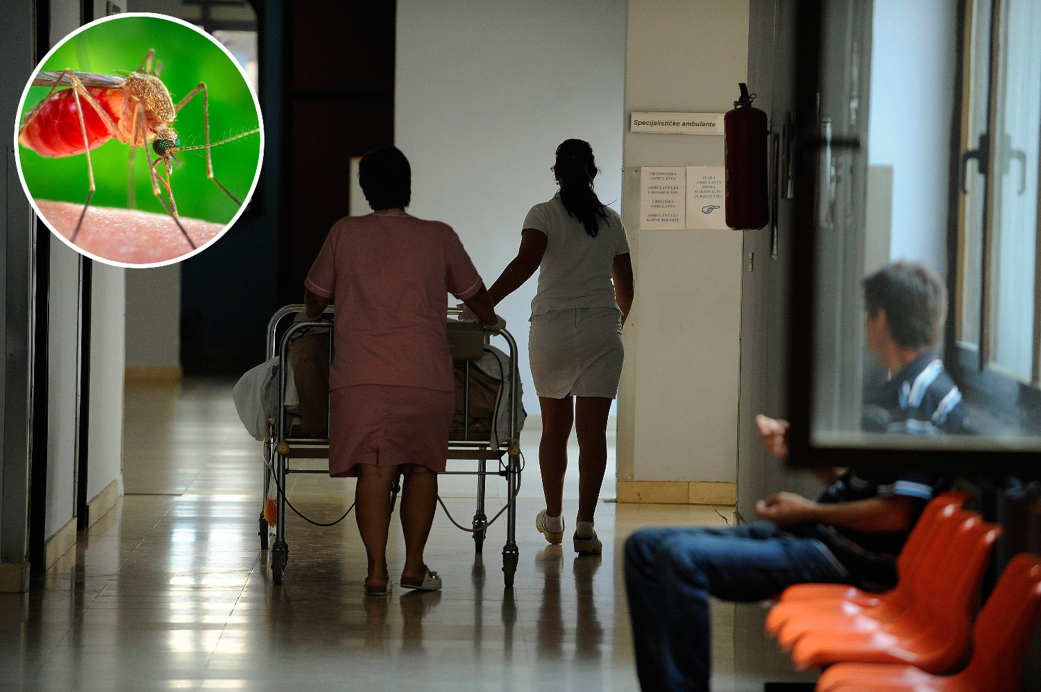 Komarac Culex, prijenosnik virusa Zapadnog Nila (u krugu)