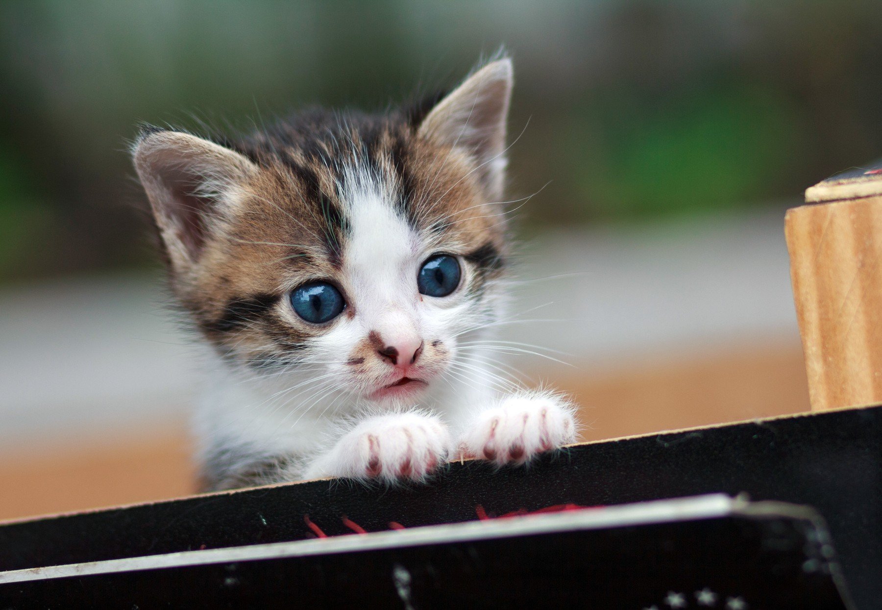 profimedia-0349594868