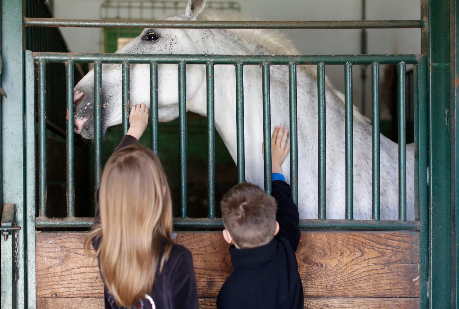 jakovina_ergela4-290314